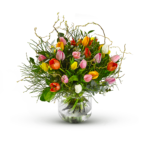 Multi Tulipa